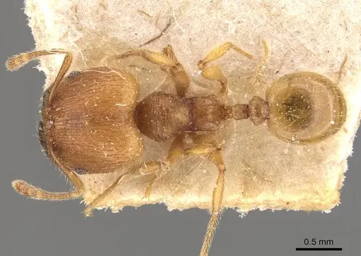 Pheidole tetrica specimen CASENT0908298 image casent0908298_1