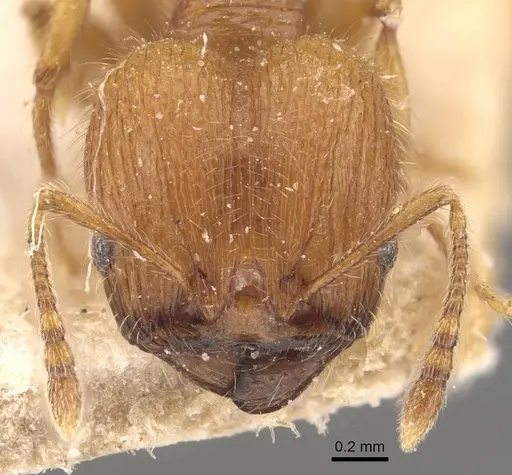 Pheidole tetrica specimen CASENT0908298 image casent0908298_2