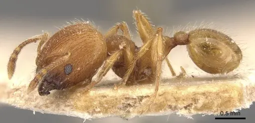 Pheidole tetrica specimen CASENT0908298 image casent0908298_3