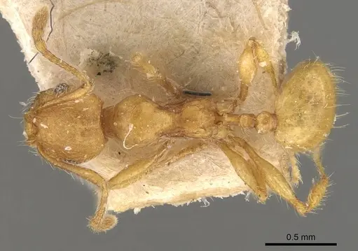 Pheidole tetrica specimen CASENT0908299 image casent0908299_1