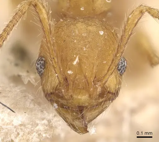 Pheidole tetrica specimen CASENT0908299 image casent0908299_2