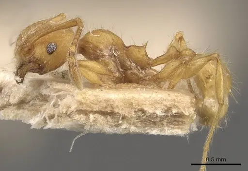 Pheidole tetrica specimen CASENT0908299 image casent0908299_3