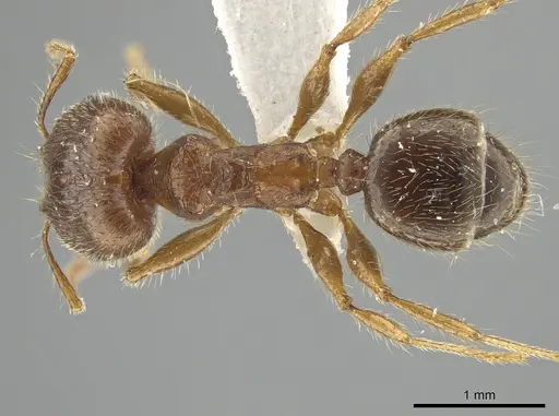 Pheidole tetroides specimen CASENT0643784 image casent0643784_1