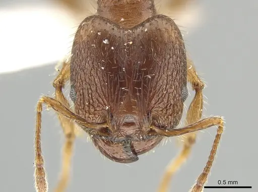 Pheidole tetroides specimen CASENT0643784 image casent0643784_2