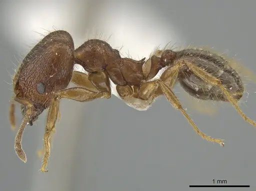 Pheidole tetroides specimen CASENT0643784 image casent0643784_3