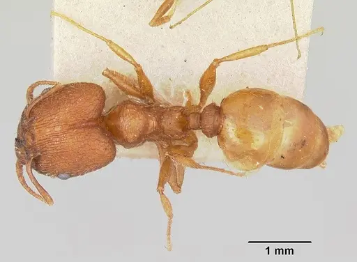 Pheidole texana specimen CASENT0103152 image casent0103152_1