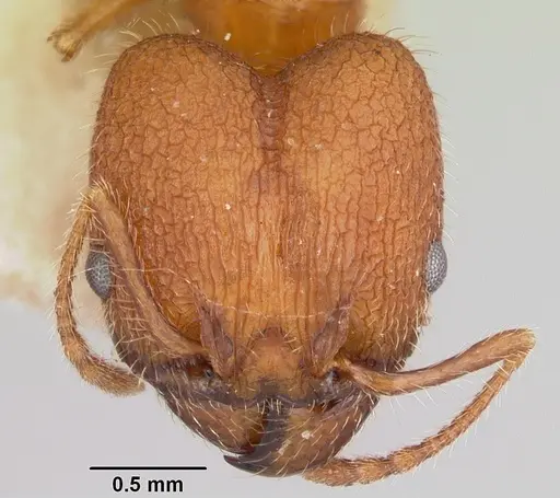 Pheidole texana specimen CASENT0103152 image casent0103152_3
