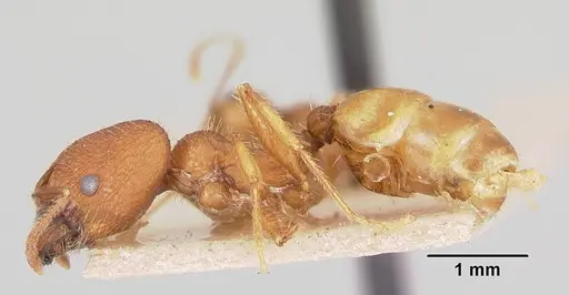 Pheidole texana specimen CASENT0103152 image casent0103152_4