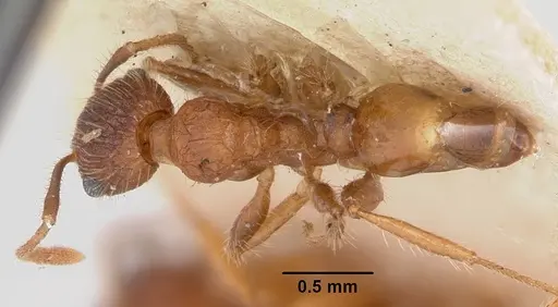 Pheidole texana specimen CASENT0104930 image casent0104930_1