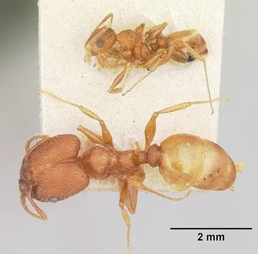 Pheidole texana specimen CASENT0104930 image casent0104930_2