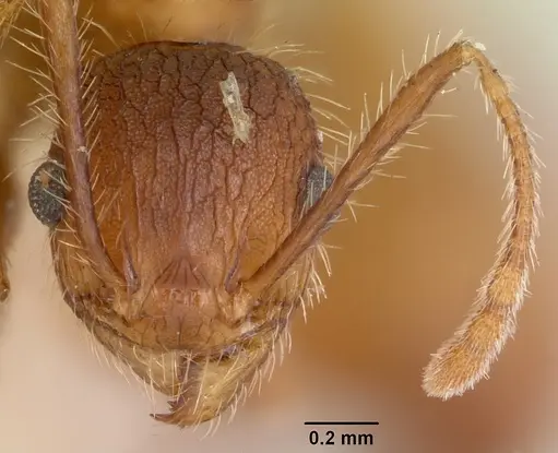Pheidole texana specimen CASENT0104930 image casent0104930_3