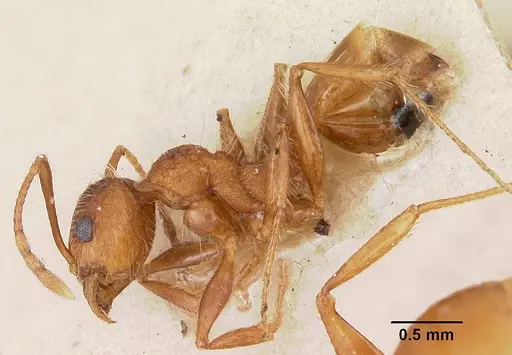 Pheidole texana specimen CASENT0104930 image casent0104930_4