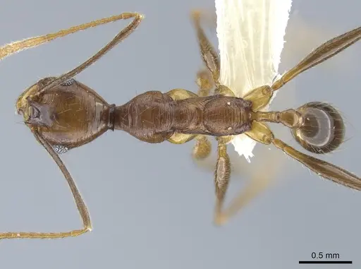 Pheidole tigris specimen CASENT0633656 image casent0633656_1