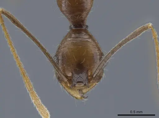 Pheidole tigris specimen CASENT0633656 image casent0633656_2