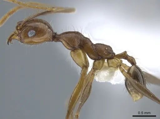 Pheidole tigris specimen CASENT0633656 image casent0633656_3