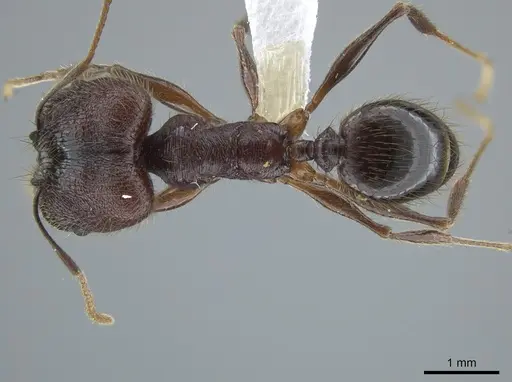 Pheidole tigris specimen CASENT0633658 image casent0633658_1