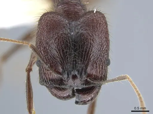 Pheidole tigris specimen CASENT0633658 image casent0633658_2