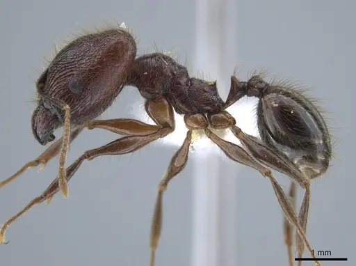 Pheidole tigris specimen CASENT0633658 image casent0633658_3
