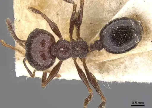 Pheidole tijucana specimen CASENT0913460 image casent0913460_1