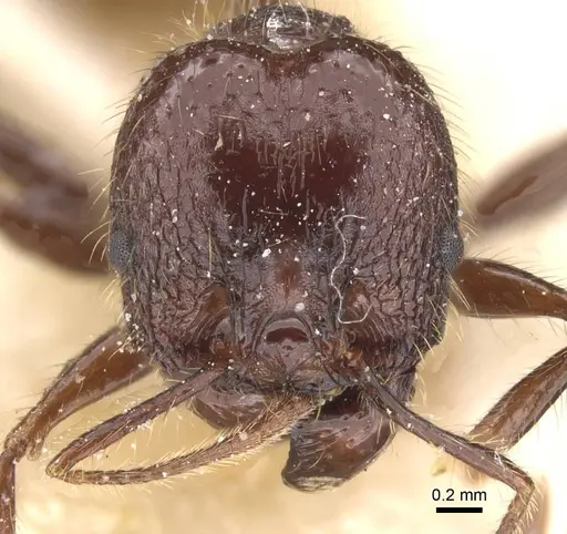 Pheidole tijucana specimen CASENT0913460 image casent0913460_2