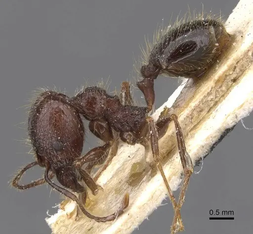 Pheidole tijucana specimen CASENT0913460 image casent0913460_3