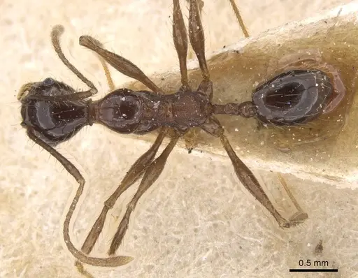 Pheidole tijucana specimen CASENT0913461 image casent0913461_1