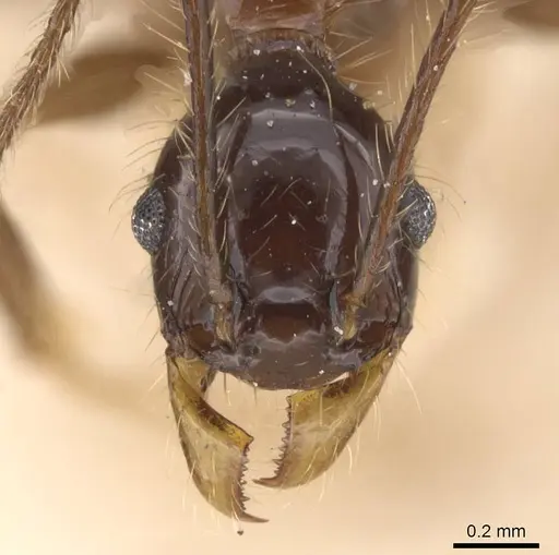 Pheidole tijucana specimen CASENT0913461 image casent0913461_2