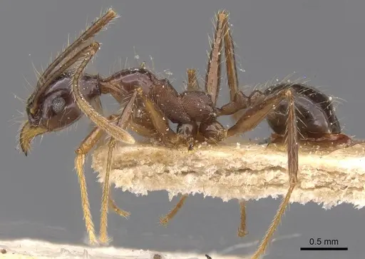 Pheidole tijucana specimen CASENT0913461 image casent0913461_3