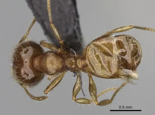Pheidole tikal specimen CASENT0636647 image casent0636647_1