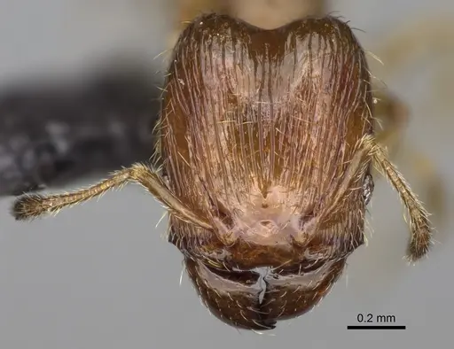 Pheidole tikal specimen CASENT0636647 image casent0636647_2
