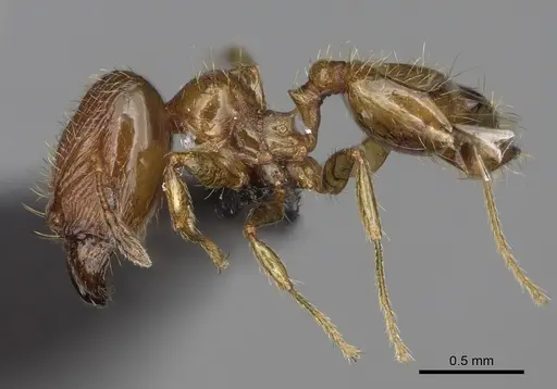 Pheidole tikal specimen CASENT0636647 image casent0636647_3