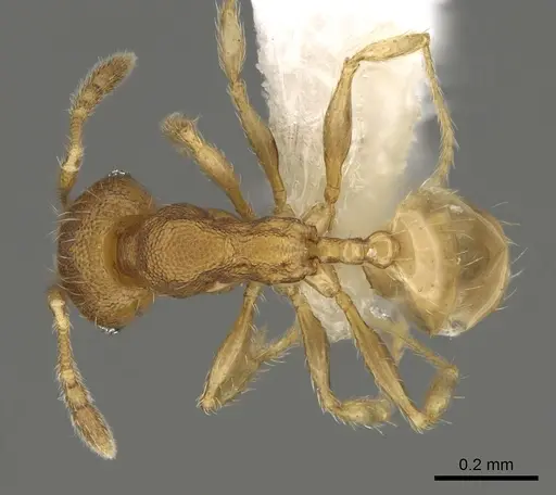 Pheidole tikal specimen CASENT0645177 image casent0645177_1