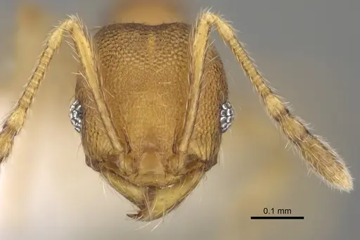 Pheidole tikal specimen CASENT0645177 image casent0645177_2