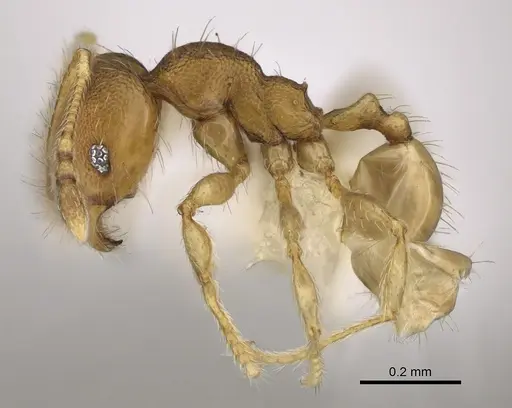 Pheidole tikal specimen CASENT0645177 image casent0645177_3