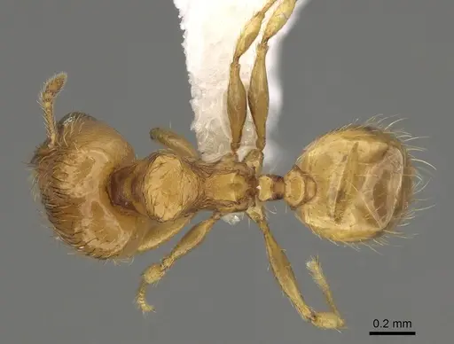 Pheidole tikal specimen CASENT0645178 image casent0645178_1
