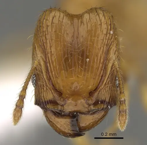 Pheidole tikal specimen CASENT0645178 image casent0645178_2