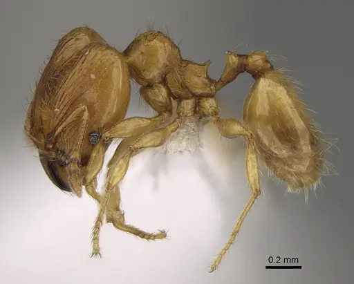 Pheidole tikal specimen CASENT0645178 image casent0645178_3