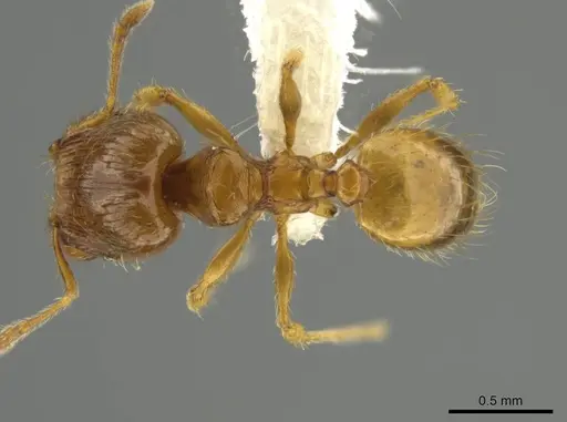 Pheidole tikal specimen CASENT0645181 image casent0645181_1