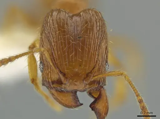 Pheidole tikal specimen CASENT0645181 image casent0645181_2