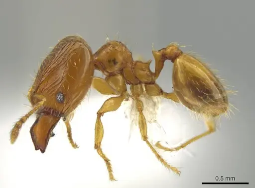 Pheidole tikal specimen CASENT0645181 image casent0645181_3