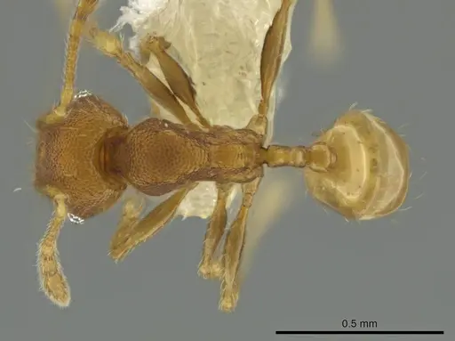 Pheidole tikal specimen CASENT0645182 image casent0645182_1