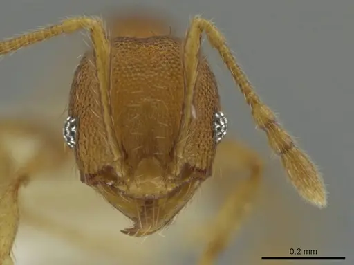 Pheidole tikal specimen CASENT0645182 image casent0645182_2