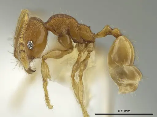 Pheidole tikal specimen CASENT0645182 image casent0645182_3