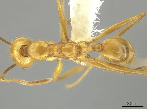 Pheidole tinamu specimen CASENT0646317 image casent0646317_1