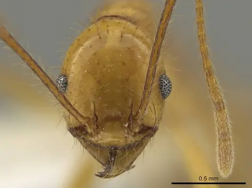 Pheidole tinamu specimen CASENT0646317 image casent0646317_2