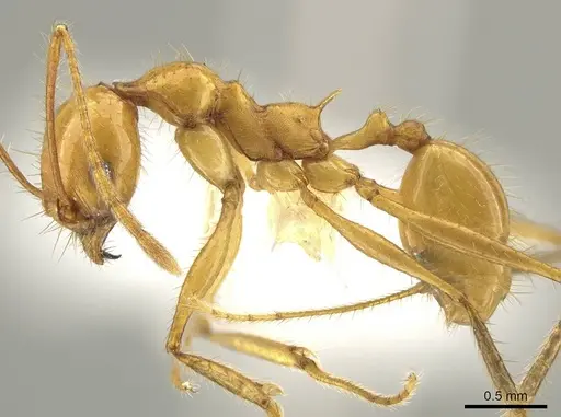 Pheidole tinamu specimen CASENT0646317 image casent0646317_3