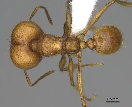 Pheidole tinamu specimen CASENT0646318 image casent0646318_1