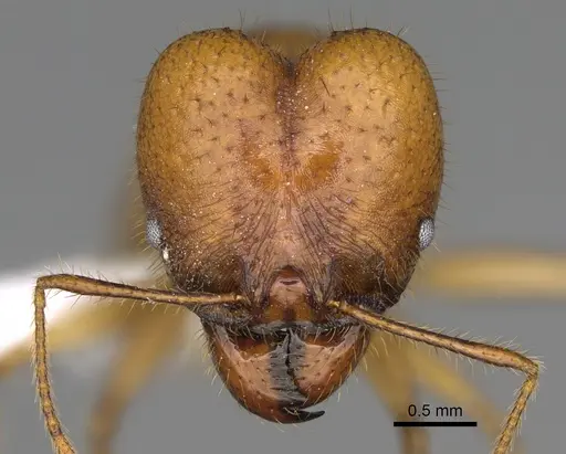 Pheidole tinamu specimen CASENT0646318 image casent0646318_2