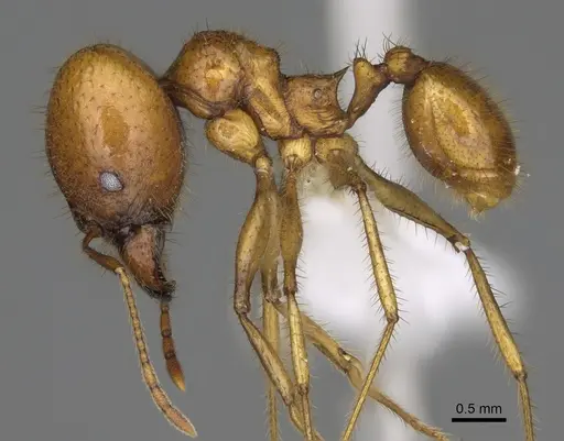 Pheidole tinamu specimen CASENT0646318 image casent0646318_3
