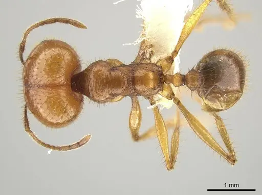 Pheidole tinamu specimen CASENT0646320 image casent0646320_1